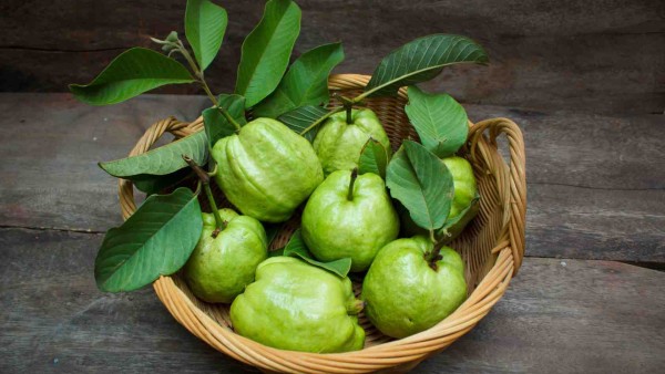 Transforming a Humble Fruit into a Processing Powerhouse in Madhya Pradesh