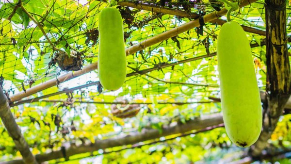 Transforming Humble Gourds into Golden Profits in Madhya Pradesh