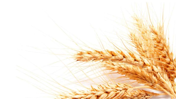 Processing Wheat in Madhya Pradesh