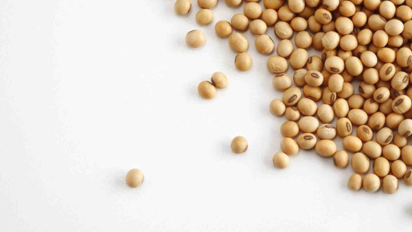 Processing Soybeans in the Heart of India