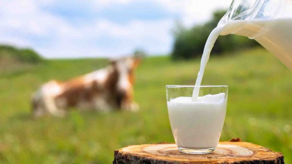 Processing Milk in Madhya Pradesh