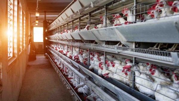 Processing Poultry in Madhya Pradesh