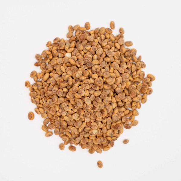 Processing Forest Nuts (Chironji) In Madhya Pradesh