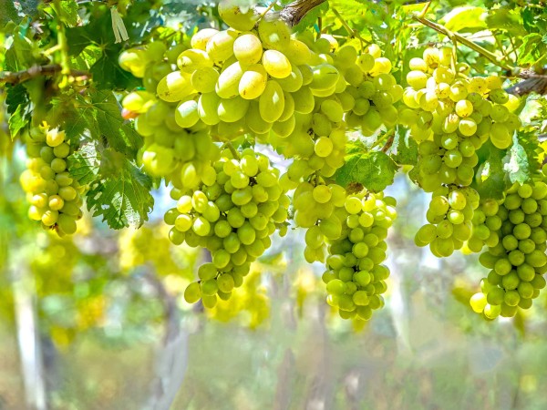 Processing Grapes In Madhya Pradesh